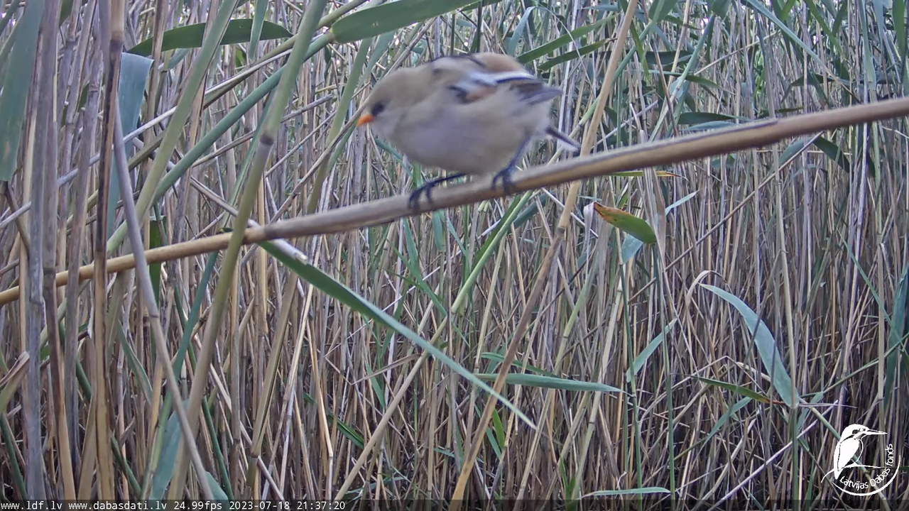 Lielais dumpis (Botaurus stellaris) Engurē - LDF tiešraide 11-37-54 screenshot