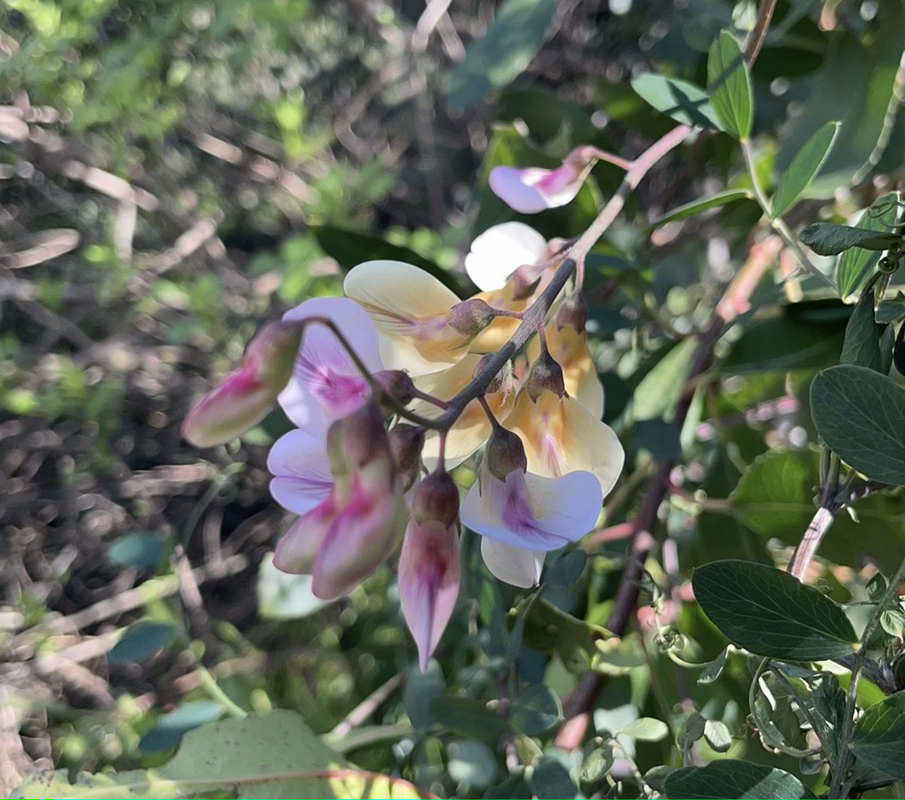 a photo of a few flowering buds of the pacific pea plant