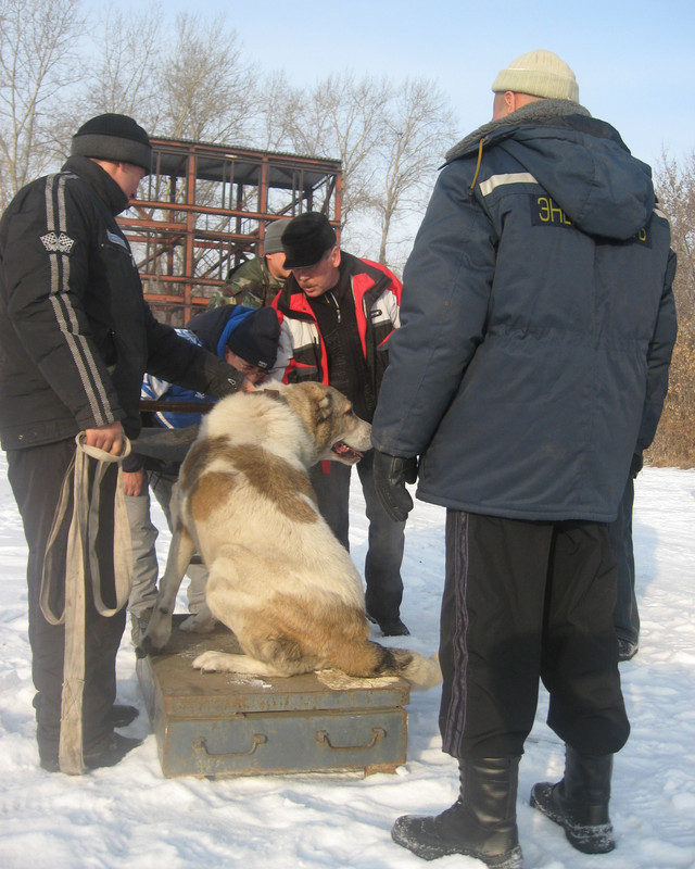 2009.11.21 Вес МАМЛЮК 66кг 4г (1)