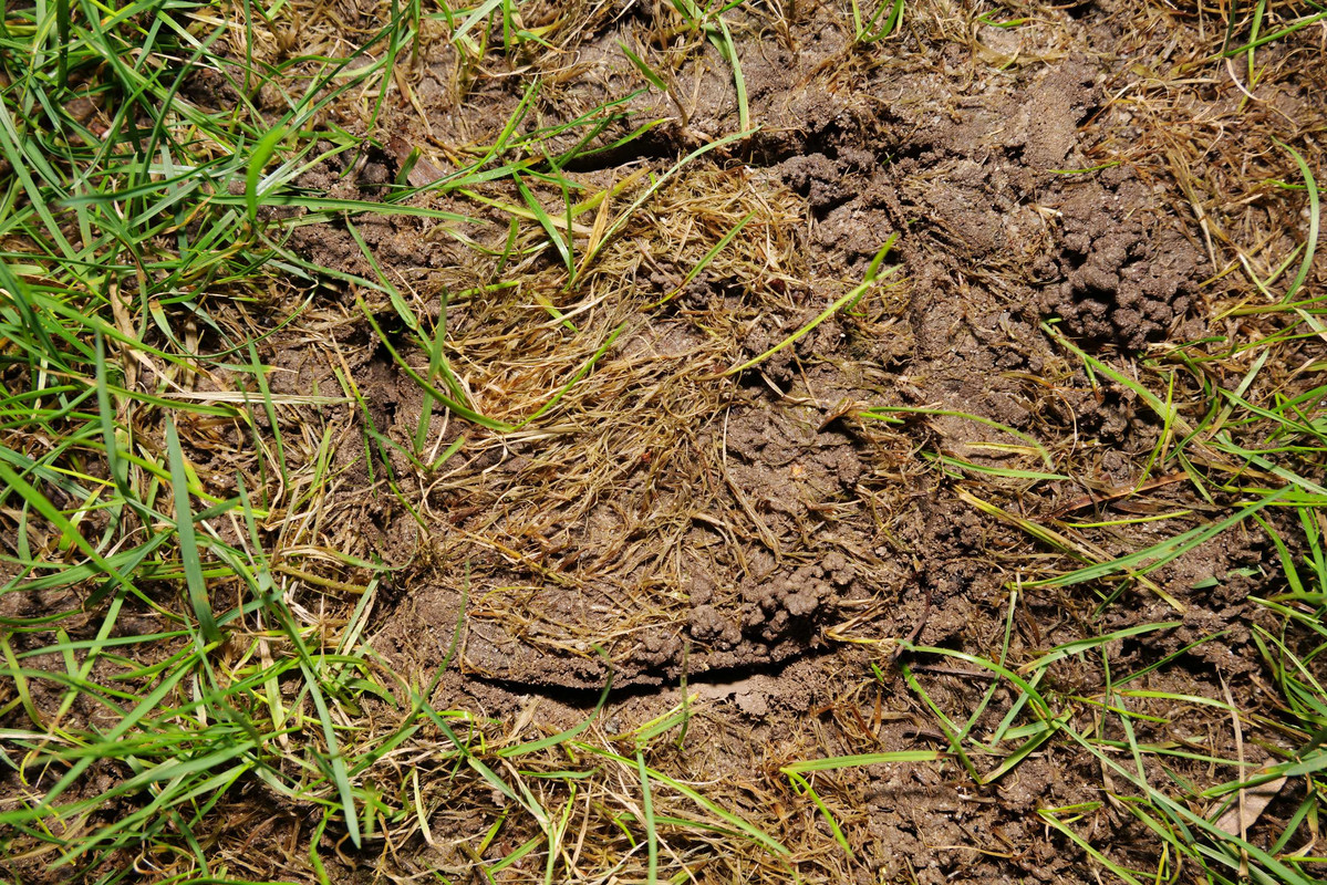 Lawn T13 Detail excavation 20220213