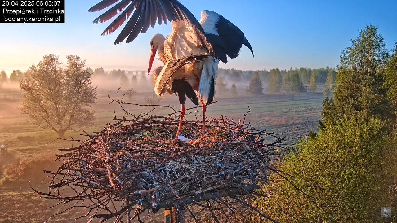 20042025bociany18