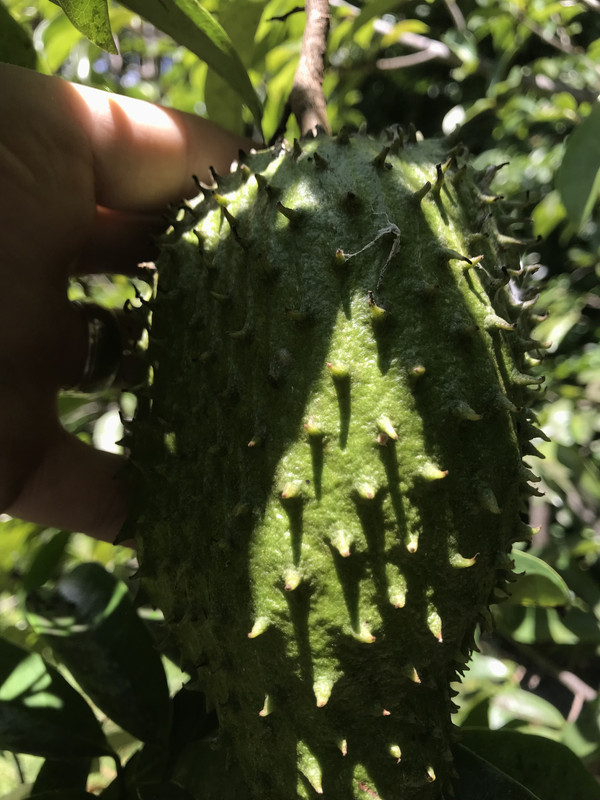 guanabana 4 2019