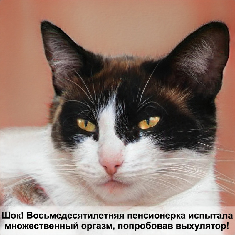 кошка с окрасом гепарда