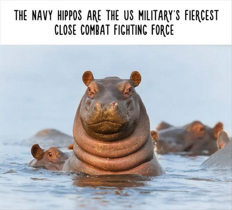 navy_hippos_clandestine_force.jpg