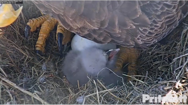 Harriet 20181224-05 copy