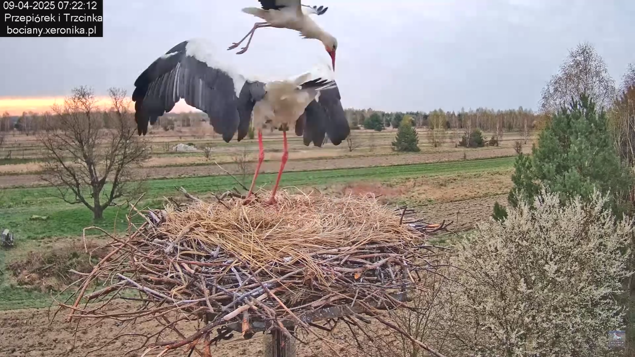 09042025bociany_27