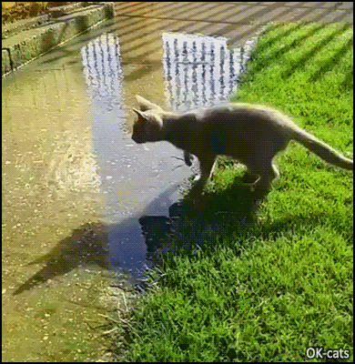 Amazing-Cat-GIF-Wow-purrect-jump-over-water-Kitty-didn-t-want-to-get-his-beans-wet.gif