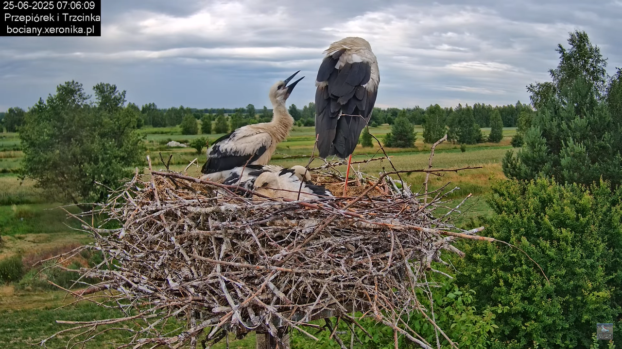 25062025bociany22