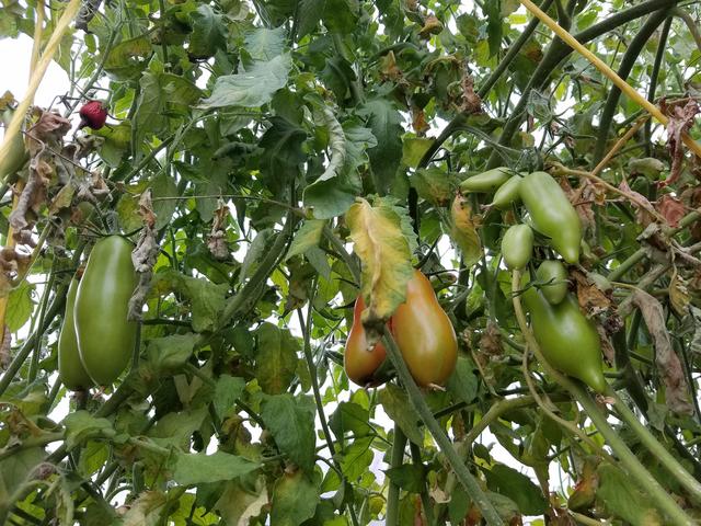 [Image: 13-Tomato.jpg]