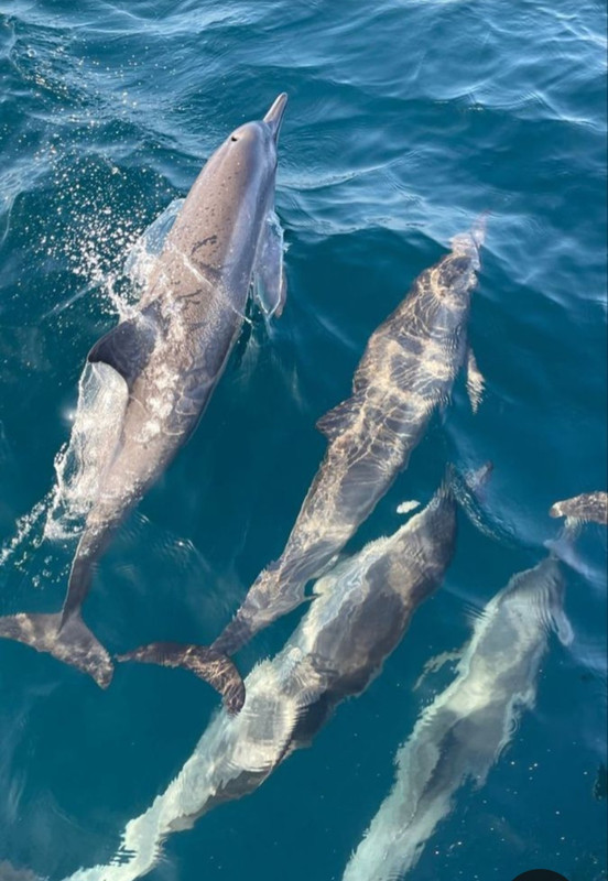 Screenshot_20230514_124034_Pinterest