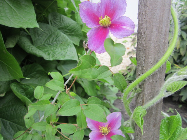 IMG_1357[1]
