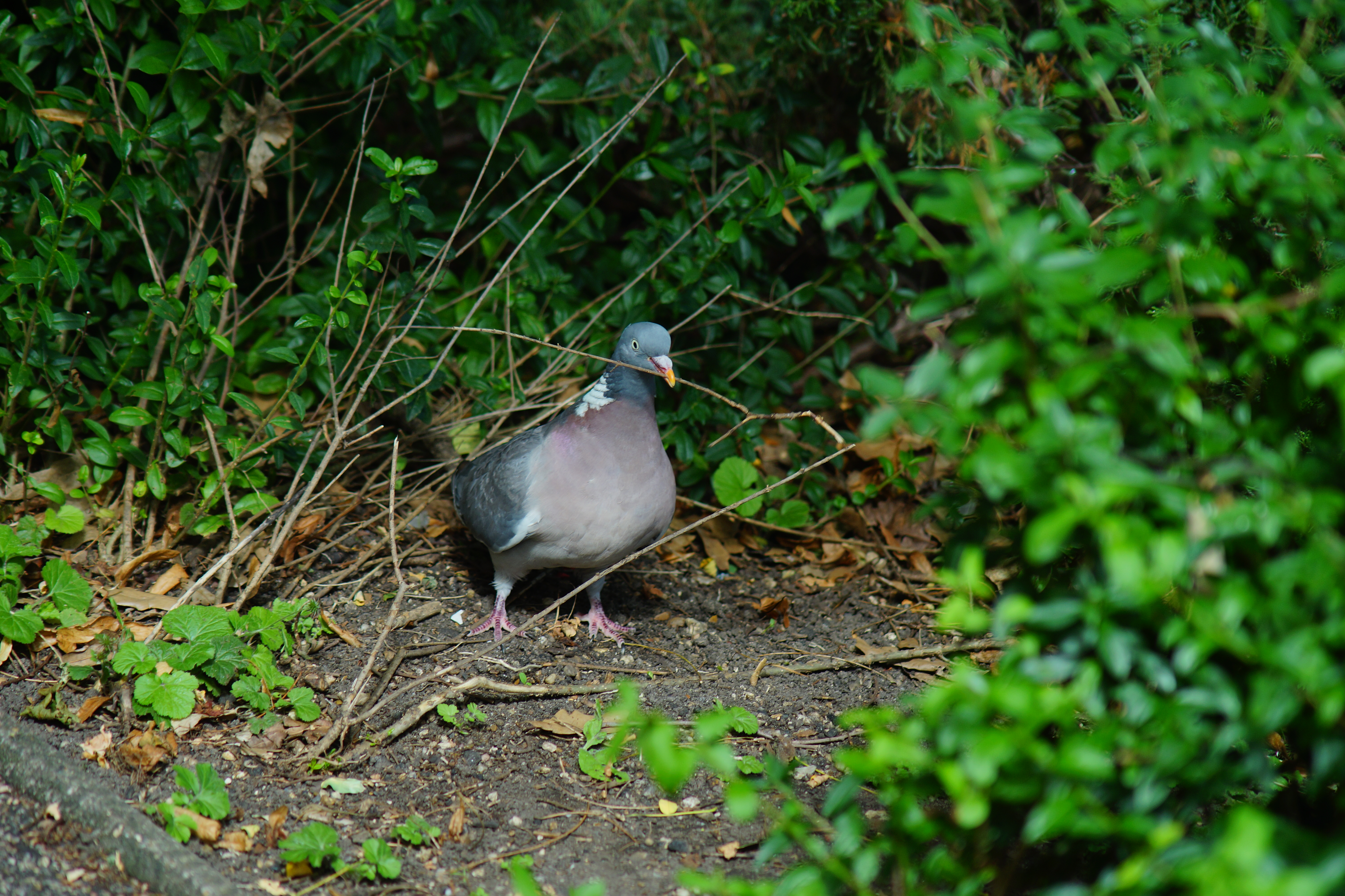 DSC00015.jpg