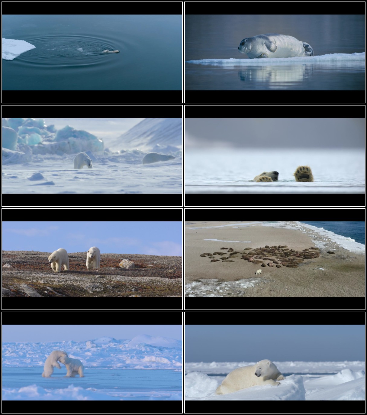 Polar-Bear-2022-720p-DSNP-WEBRip-DDP5-1-Atmos-x264-play-WEB.jpg