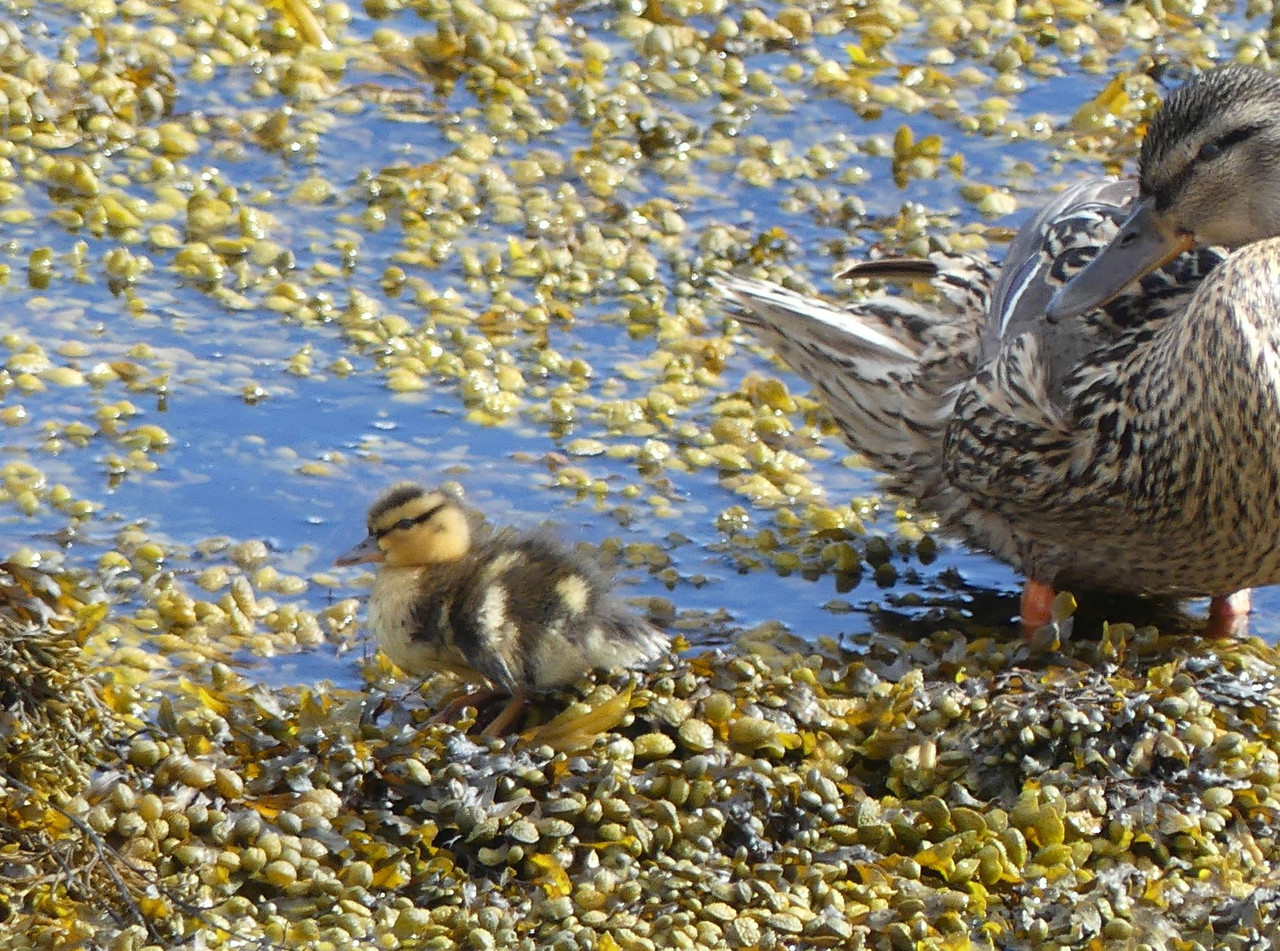 MALLARD 5