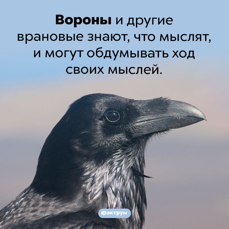 [Изображение: 7c6a0004f2fe3ba068795a3df917e827.jpg]