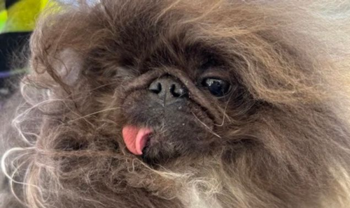Ugliest-Dog.png