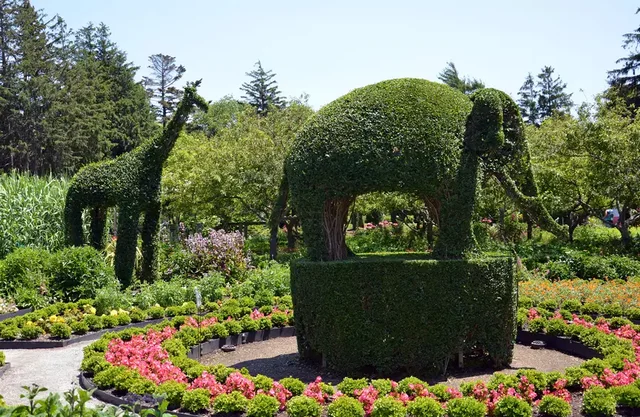 green-animals-topiary-garden-lg-568dd8aa3df78ccc1568b6c3
