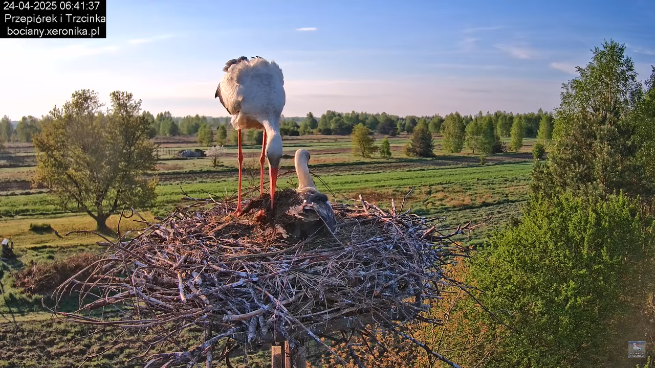 24042025bociany4