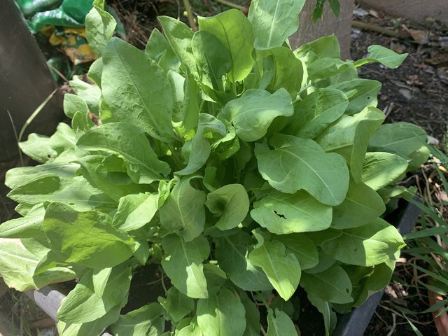 [Image: B46-D88-B6-2661-4182-96-AD-80-F3638-AFD9-D.jpg]