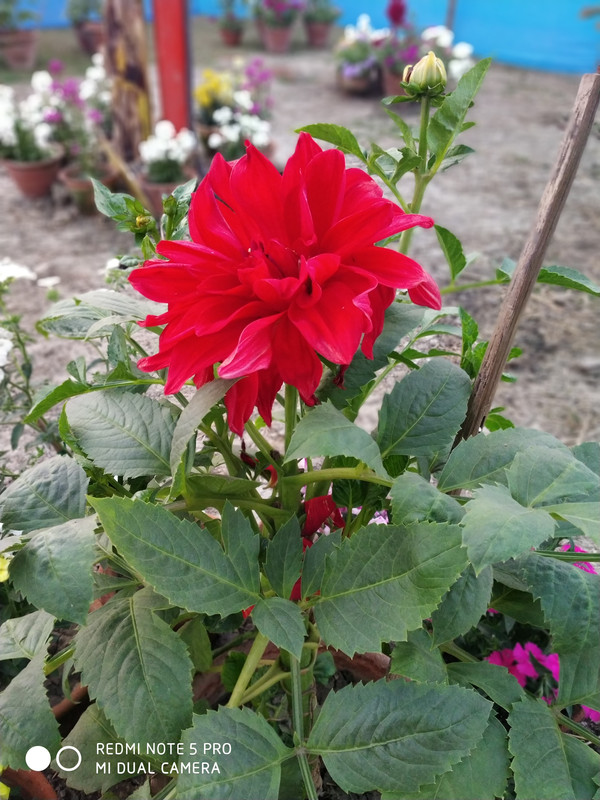 IMG-20190201-171945.jpg