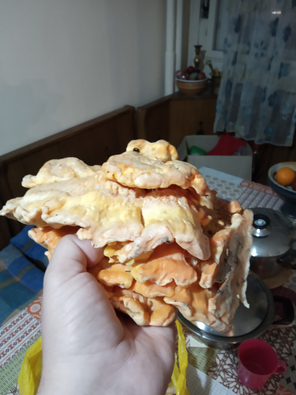 [Slika: IMG-20190518-204341.jpg]