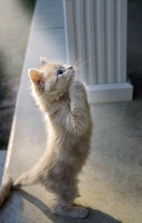 prayng-cat