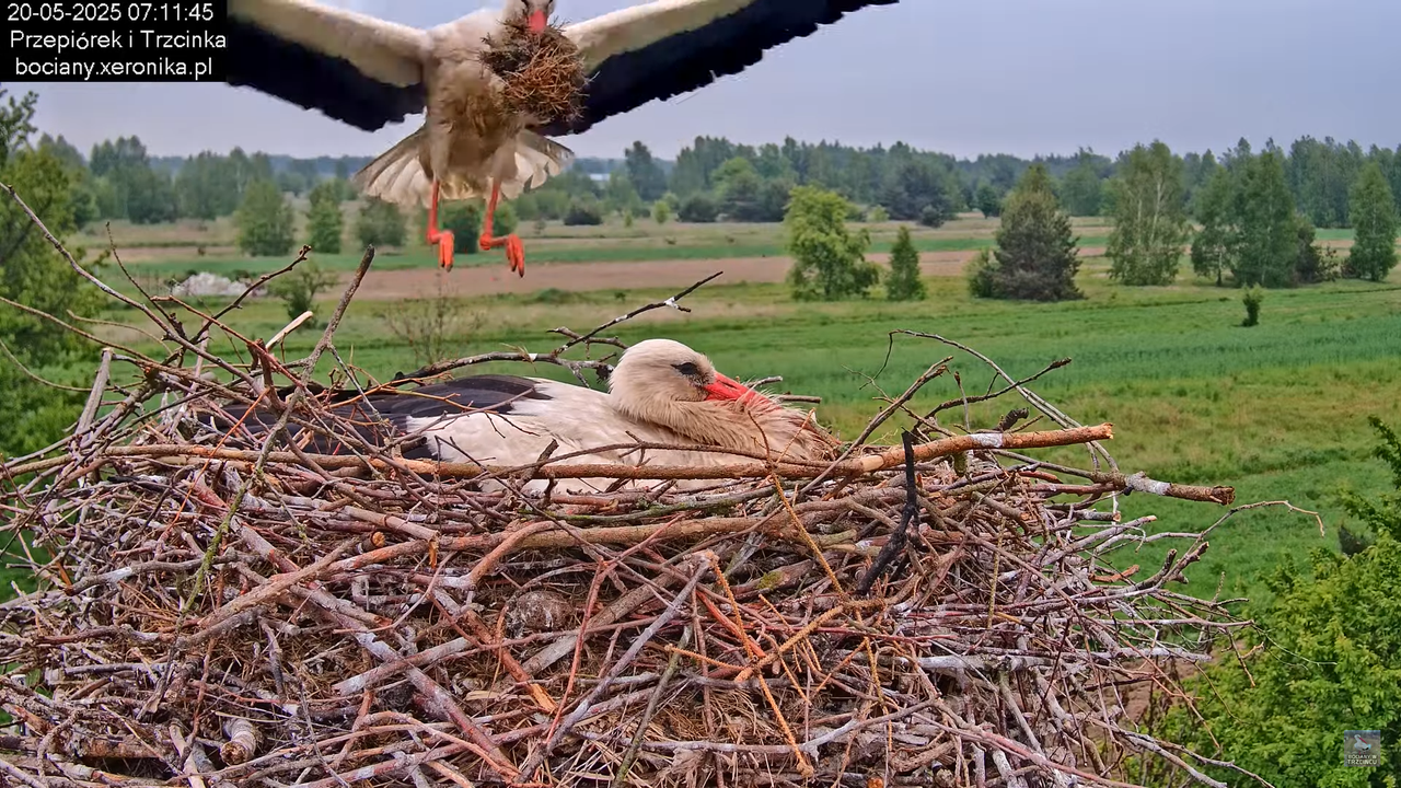 20052025bociany6