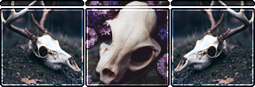 animal-skull-divider-f2u-by-cal-vain-ddbb08c.png