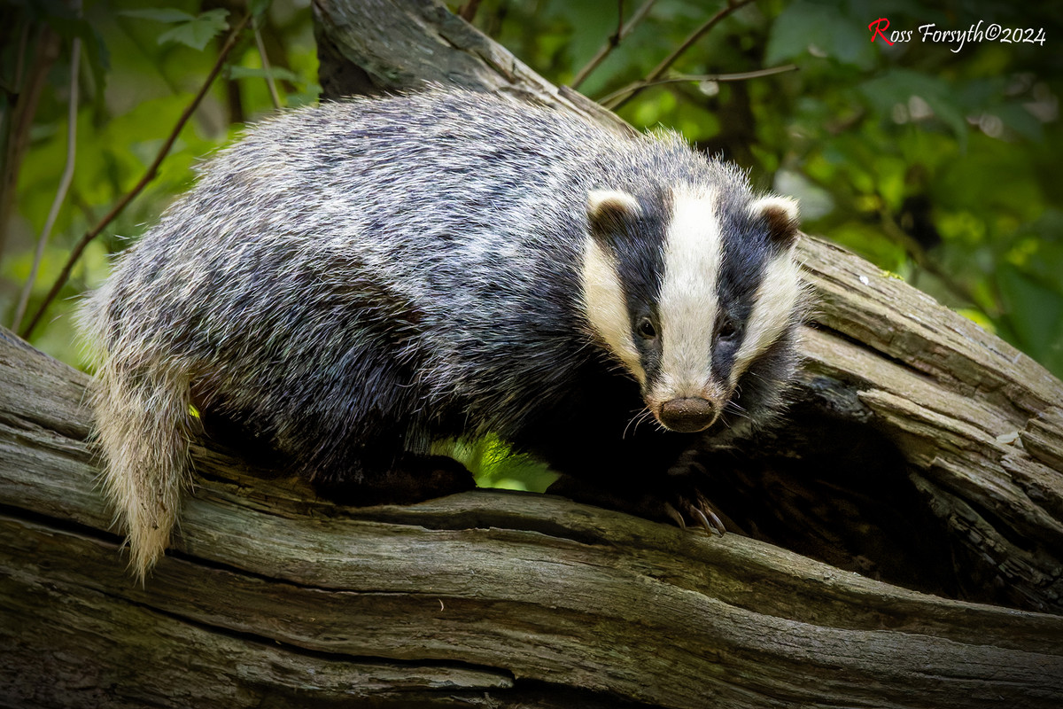 20240626-_5RF0639-CR3