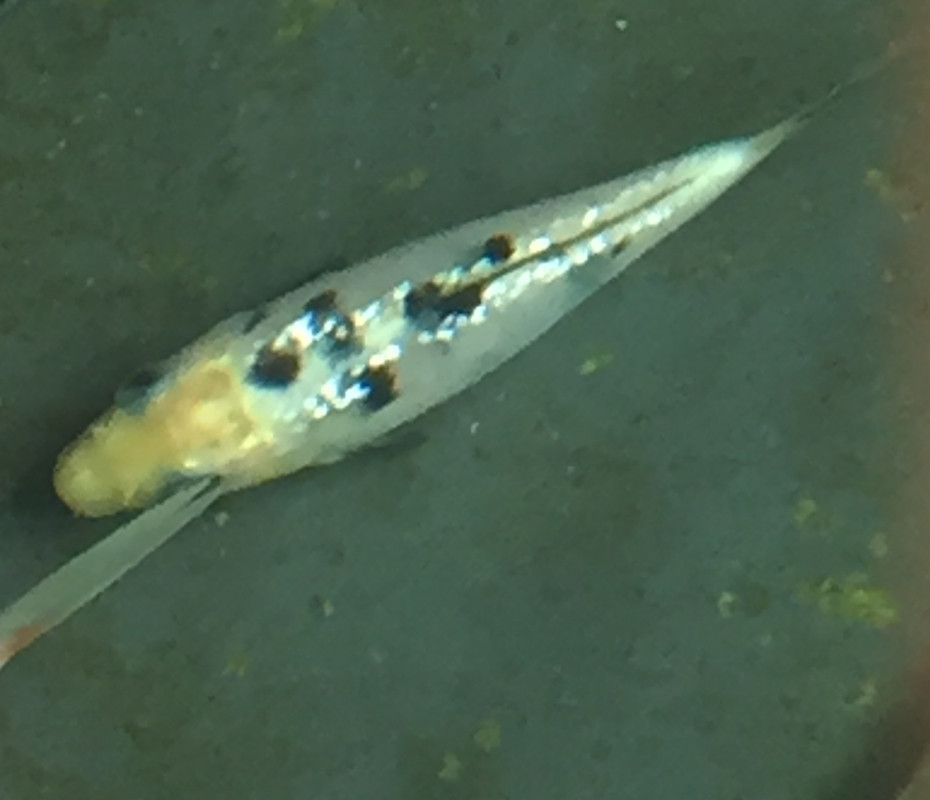 097ED553-CFA0-4AF6-9580-53C93BA30C83