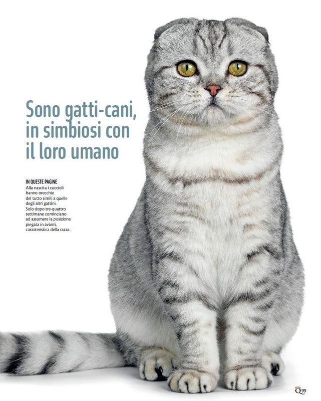 QuattroZampe Feb 2025 (10)