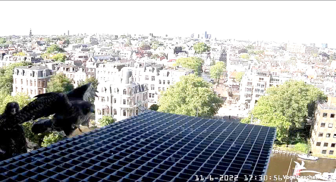 Amsterdam/Rijksmuseum screenshots © Beleef de Lente/Vogelbescherming Nederland - Pagina 24 Video-2022-06-11-173614-Moment-2