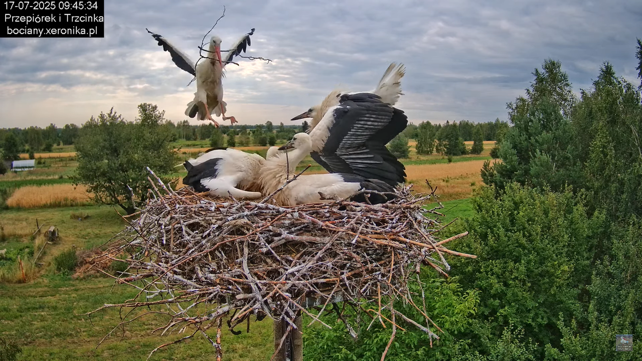 17072025bociany28