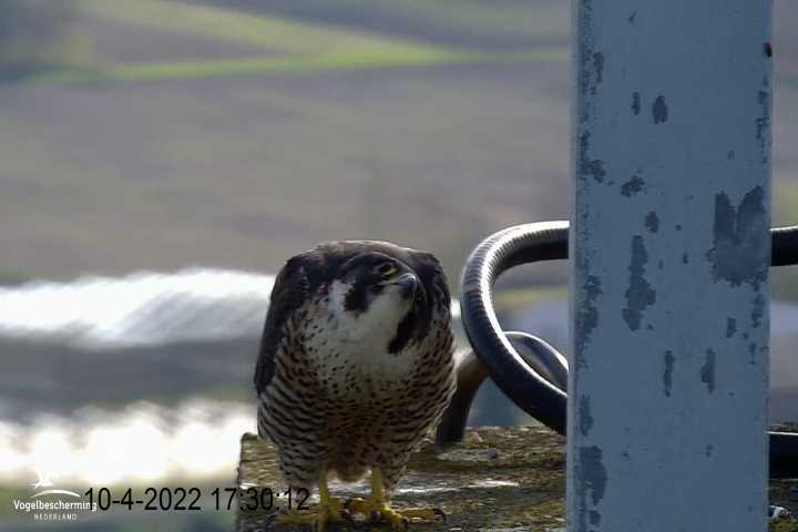campics BDL 2022 va 9 april 2022 ©VWGGemert/Vogelbescherming Nederland - Pagina 5 Cam-1-5