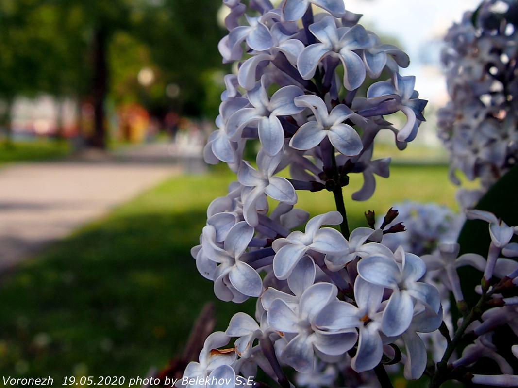 Воронеж, весна, макро, цветы Воронеж, весна, макро, цветы