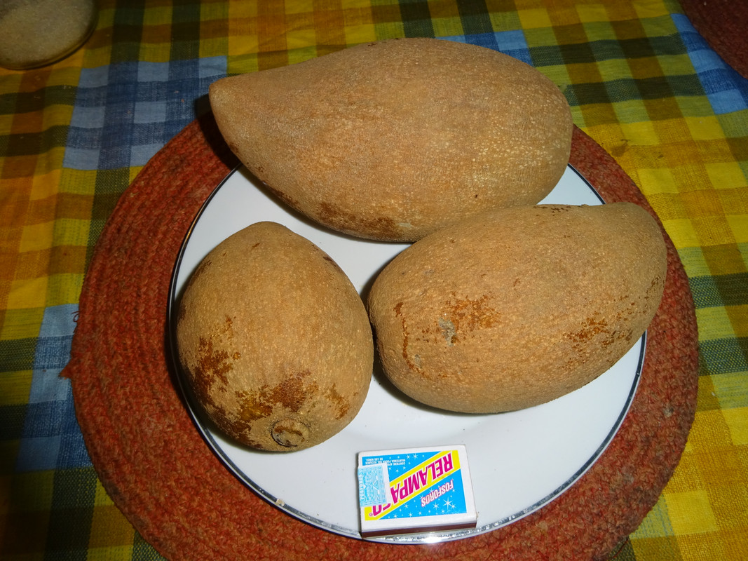 Сапота мармеладн плоды