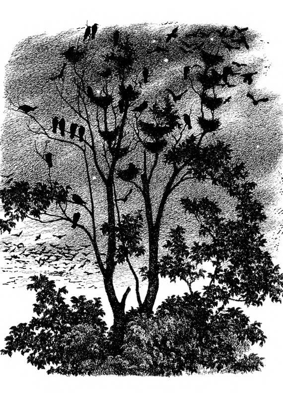 Belozerov-Timofej-Smorodinovyj-kust-1977-page-0044