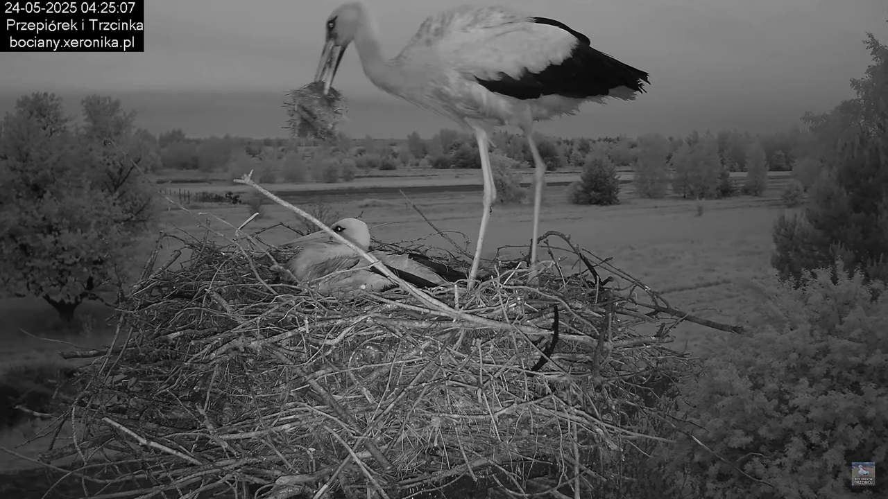 24052025bociany4