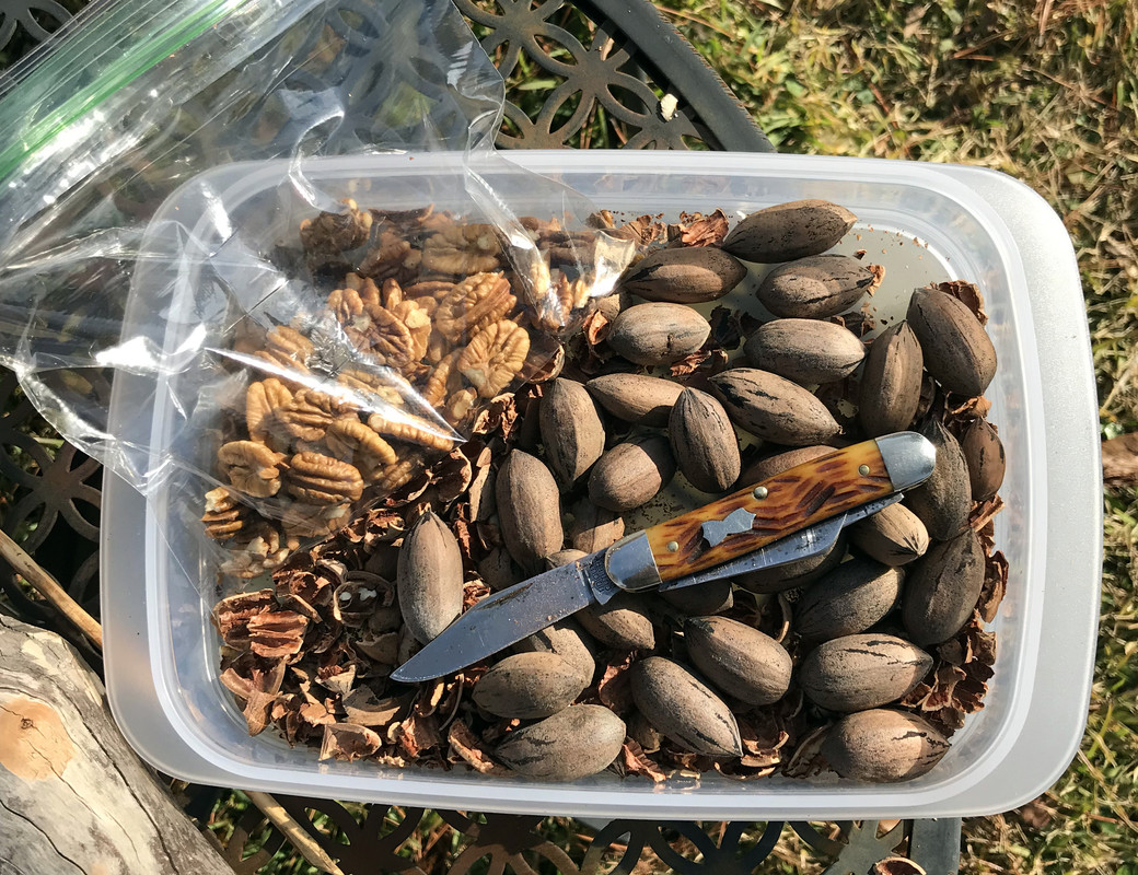 hulling-pecans-en.jpg