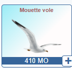 https://i.postimg.cc/8kmDFqnY/Mouette-vole-410-MO.png