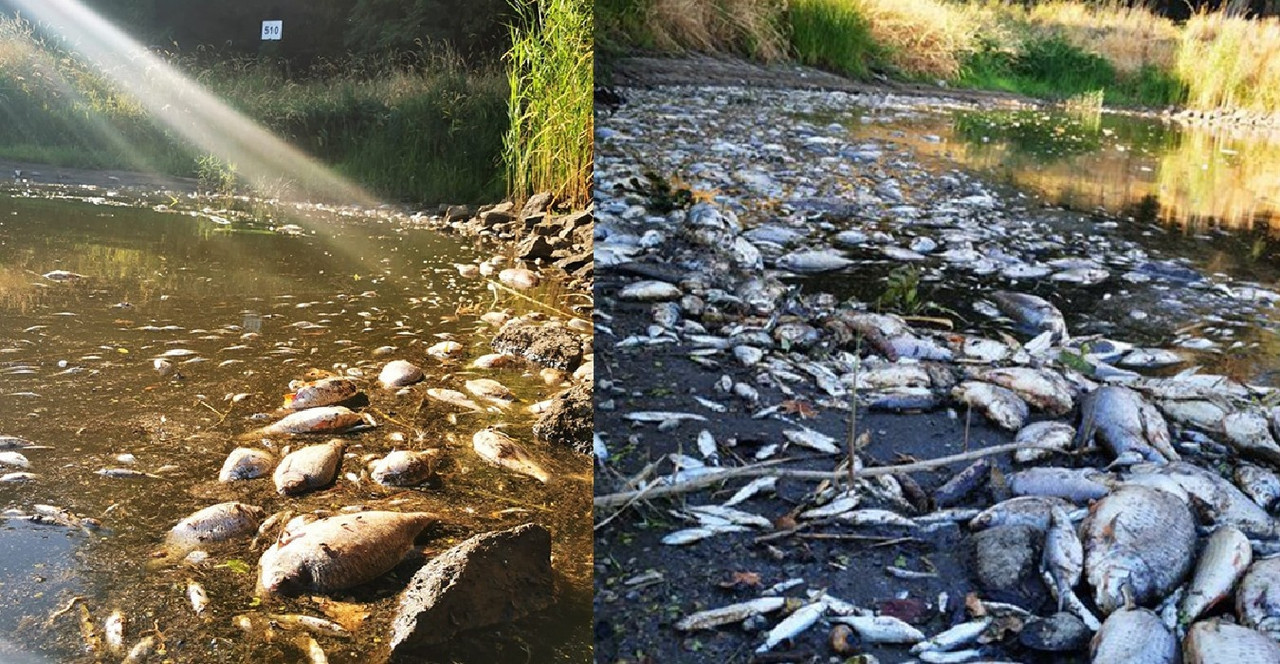 Toneladas de peces muertos llevaría a catástrofe ambiental en Polonia y Alemania