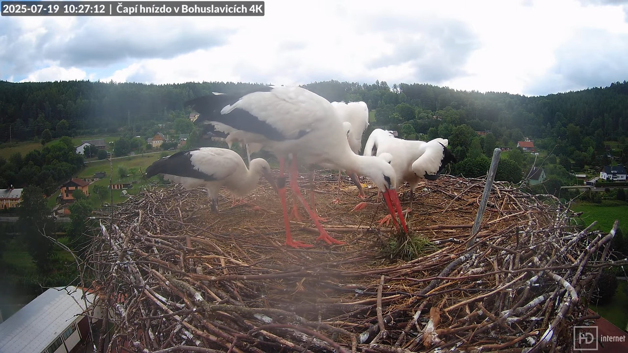 Živě z čapího komína firmy KARA v Bohuslavicích u Trutnova 13-43-17 screenshot