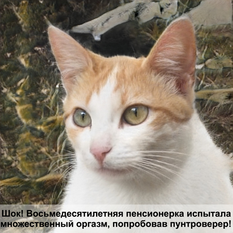 кудрявые кошки лысые