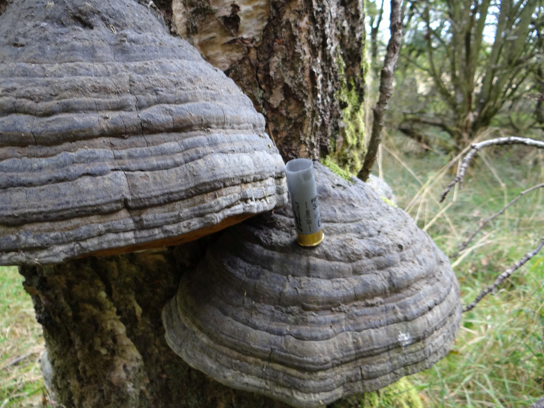 HORSE'S HOOF 4