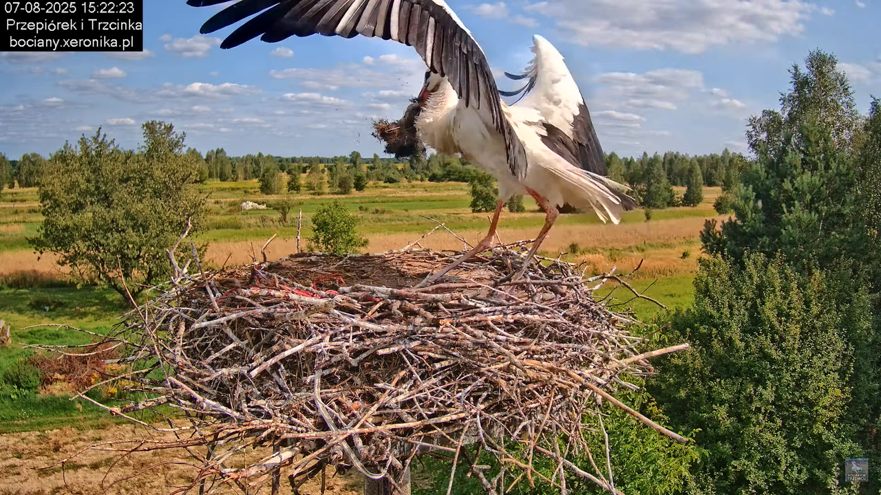 07082025bociany20