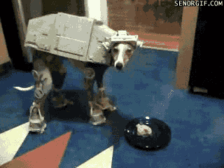 giphy-14.gif