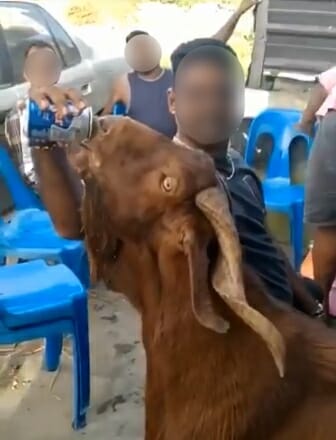 Tangkap layar pemuda memberi minum kambing dengan sekaleng bir