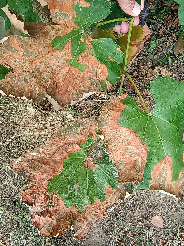 IMG 20260819 082802479