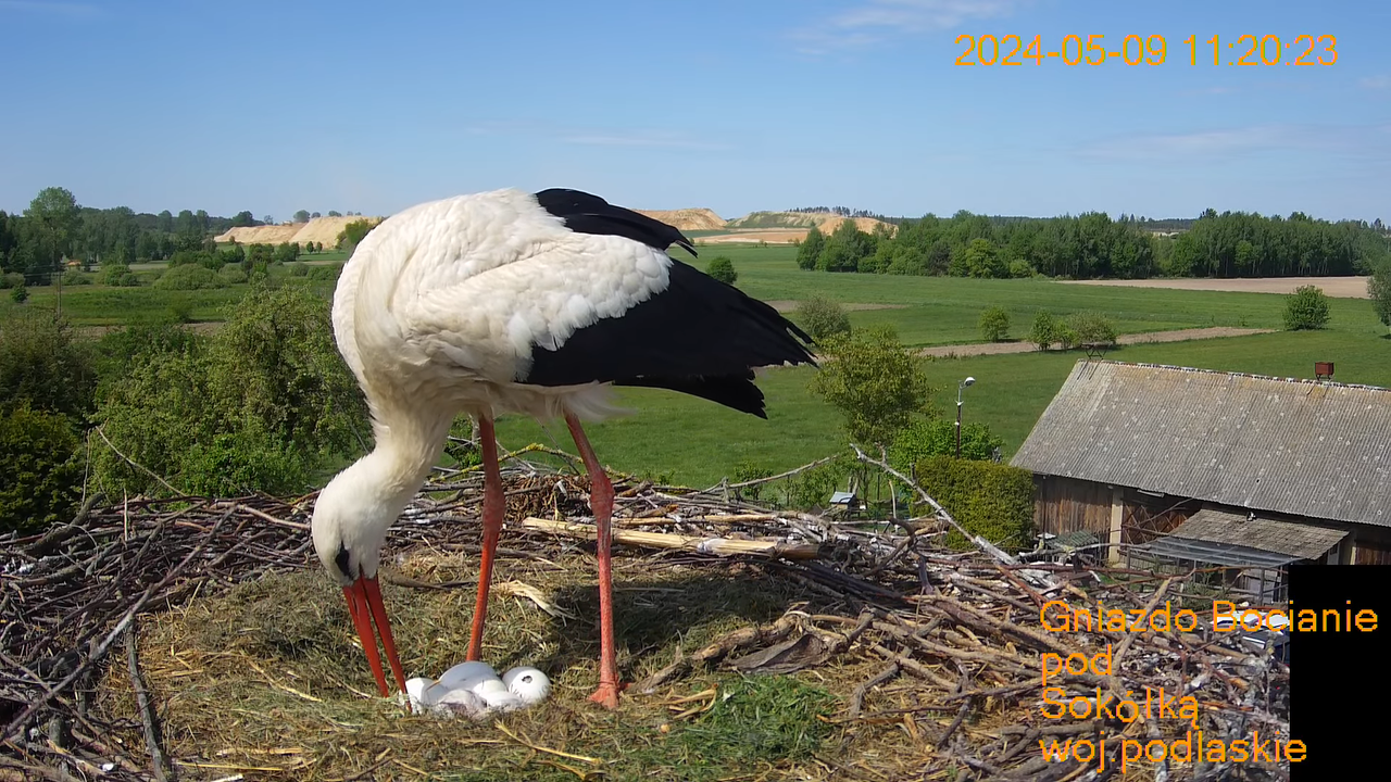 Stārķu ligzda netālu no Sokółkas — tiešraidē. 1-23-33 screenshot