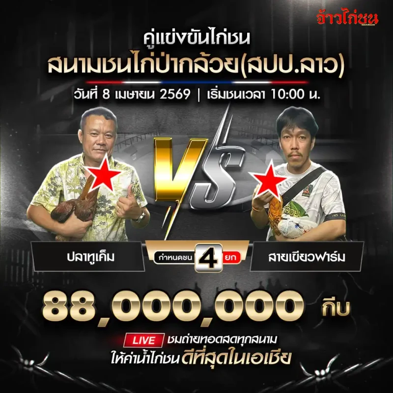 โปรแกรมไก่ชน สนามชนไก่ป่ากล้วย วันที่ 8 เมษายน 2569 ปลาทูเค็ม vs สายเขียวฟาร์ม